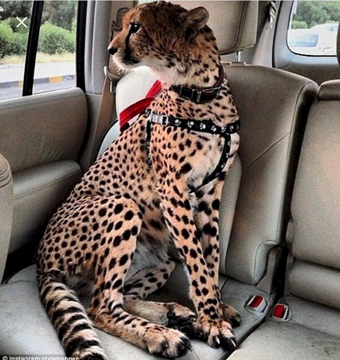 Австралийский гепард