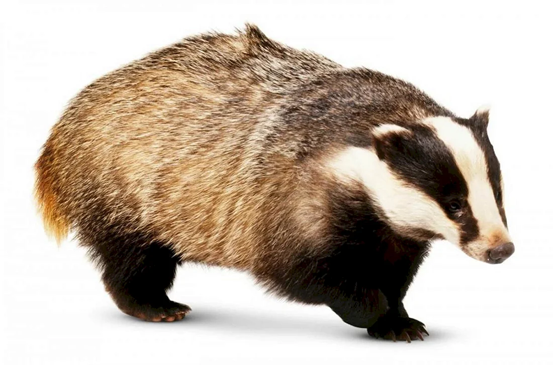 Badger Badger Badger