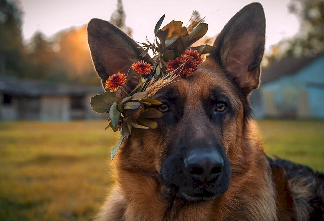 Баварская овчарка Shepherd