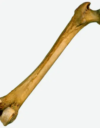 Бедренная кость человека
