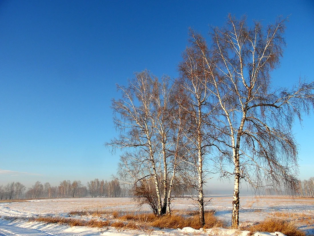 Белая береза картинки (37 фото)