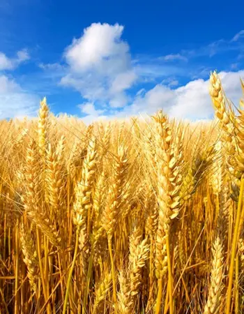 Беларус 10.25 пшеничное поле