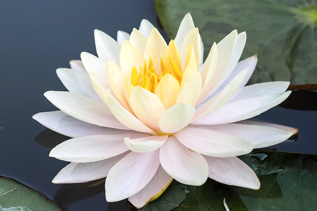Белый Лотос the White Lotus