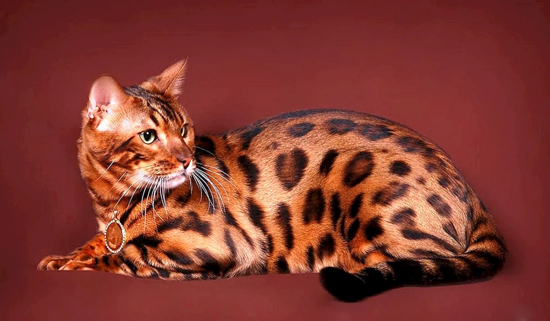 Бенгальская кошка тойгер