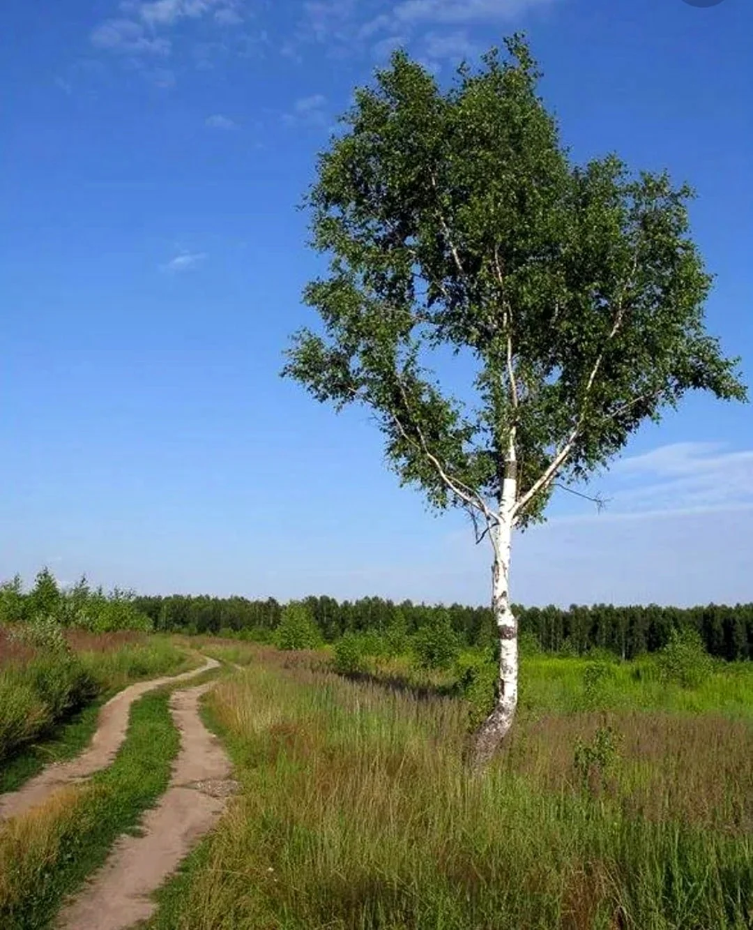 Береза белокорая