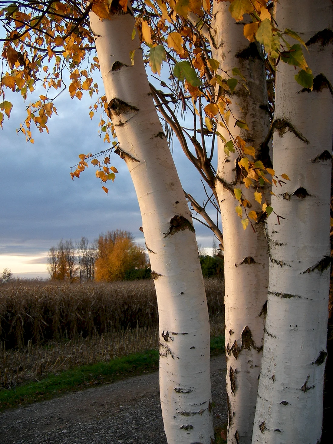 Берёза Birch