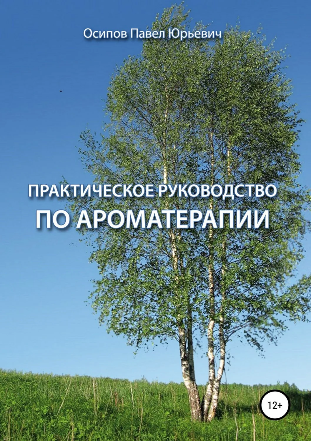 Береза дерево