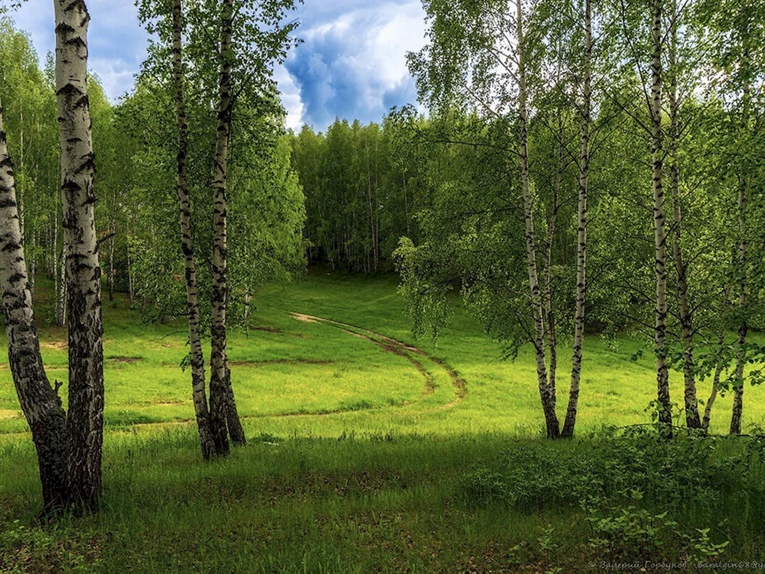 Березовая роща картинка (34 фото)