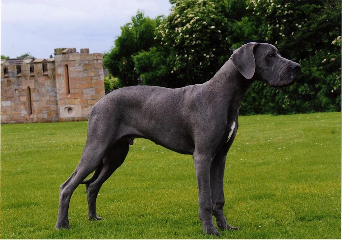 Blue great Dane порода