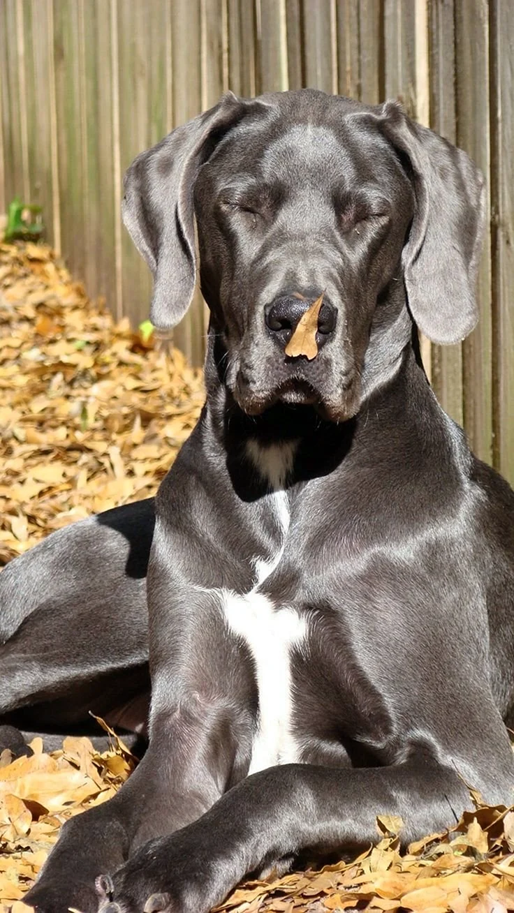 Blue great Dane порода