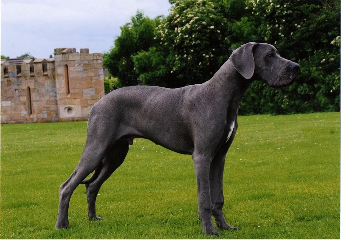 Blue great Dane порода
