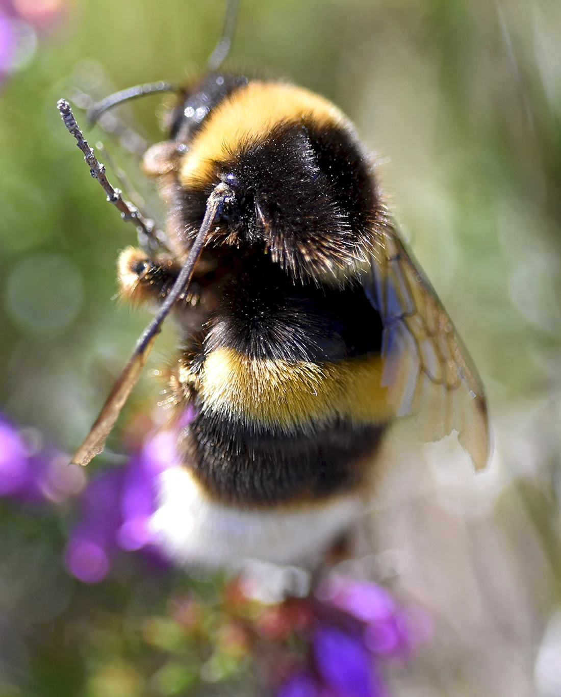 Bombus Bombus Шмель