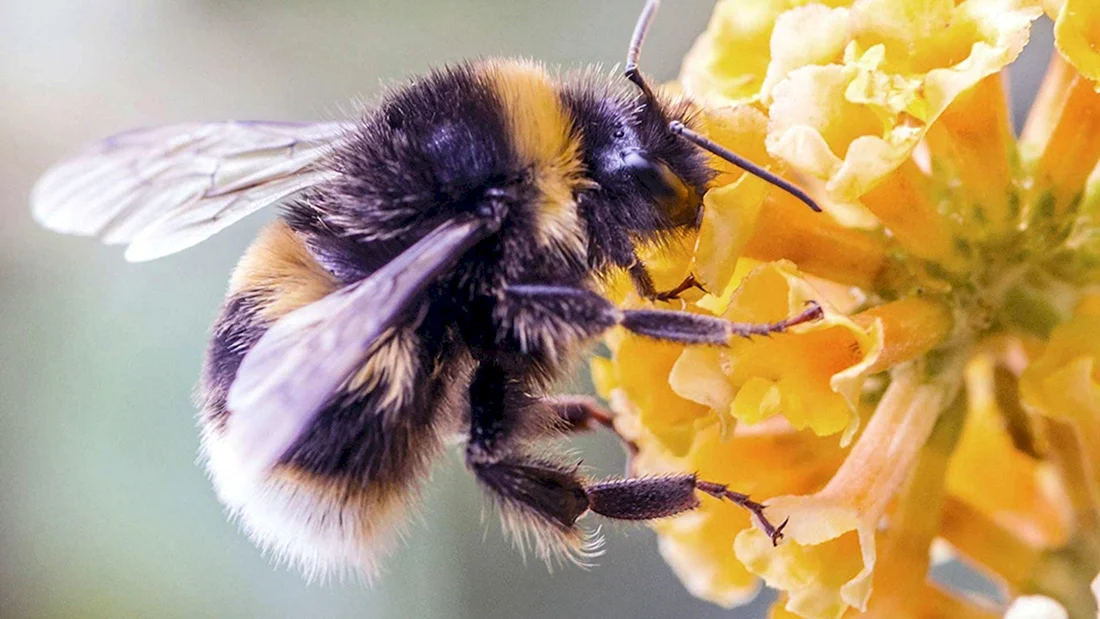 Bombus fragrans