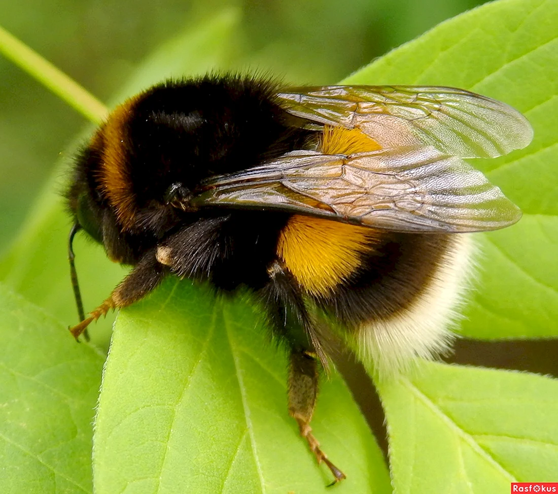 Bombus patagiatus