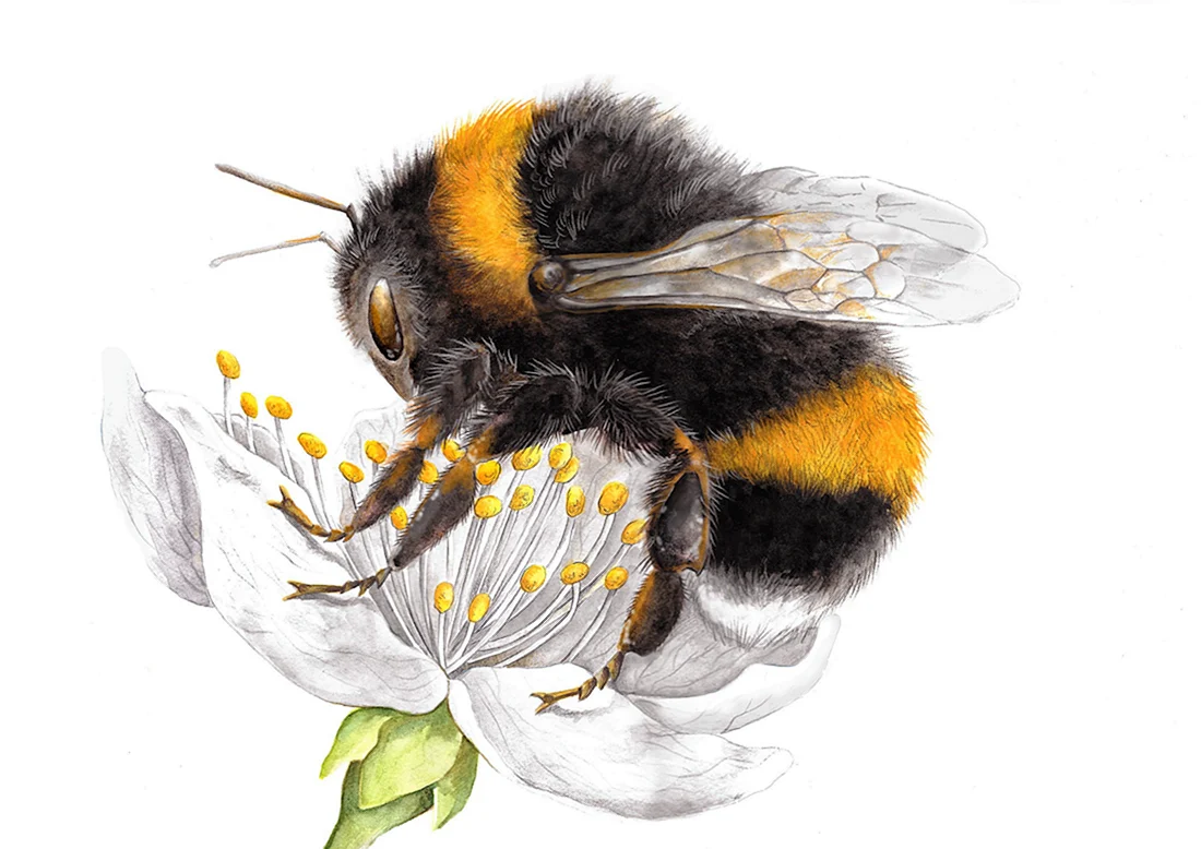 Bombus patagiatus