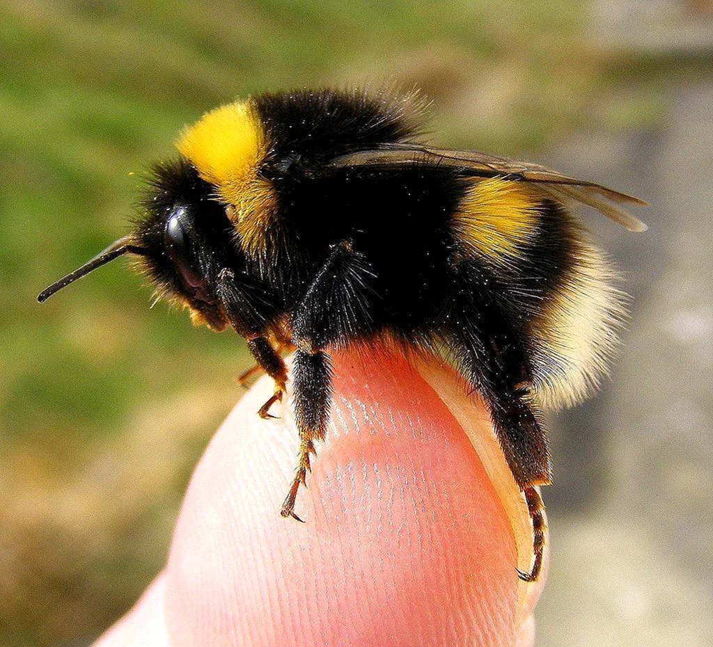 Bombus terrestris