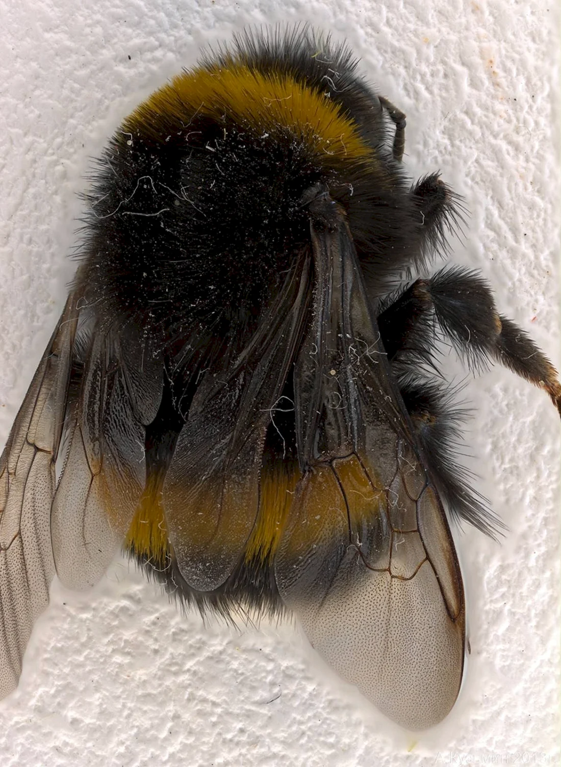 Bombus terrestris