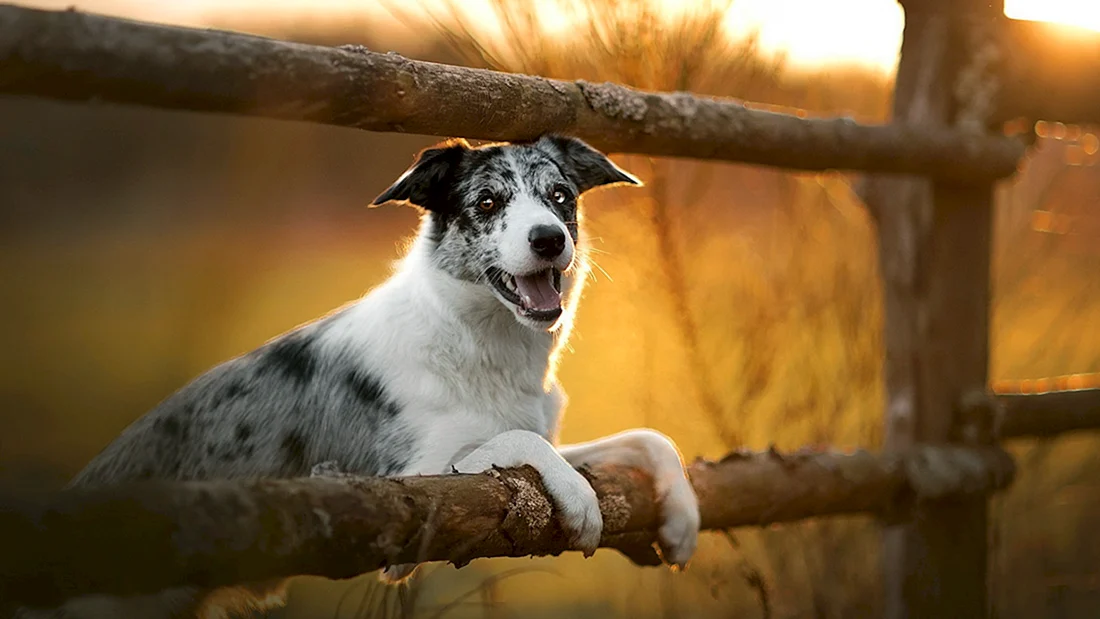 Бордер-колли