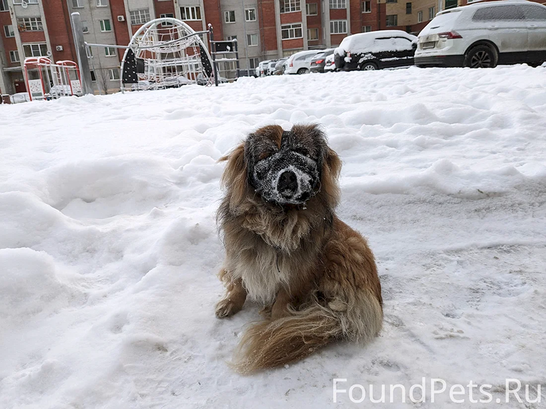 Бриар порода собак
