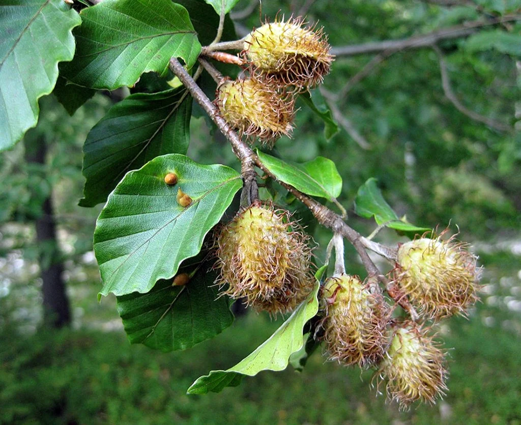 Бук Восточный – Fagus orientalis