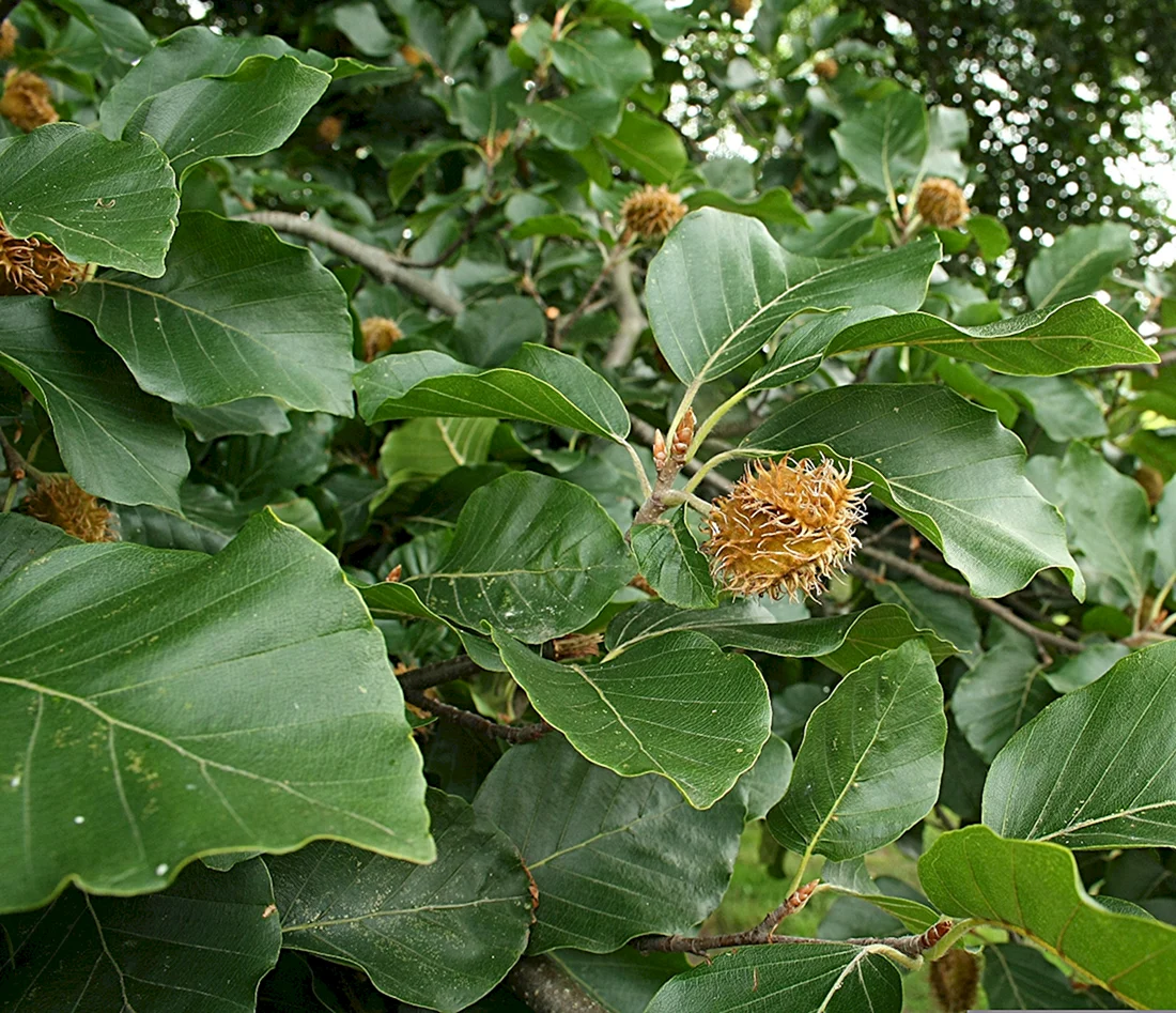 Бук Восточный – Fagus orientalis