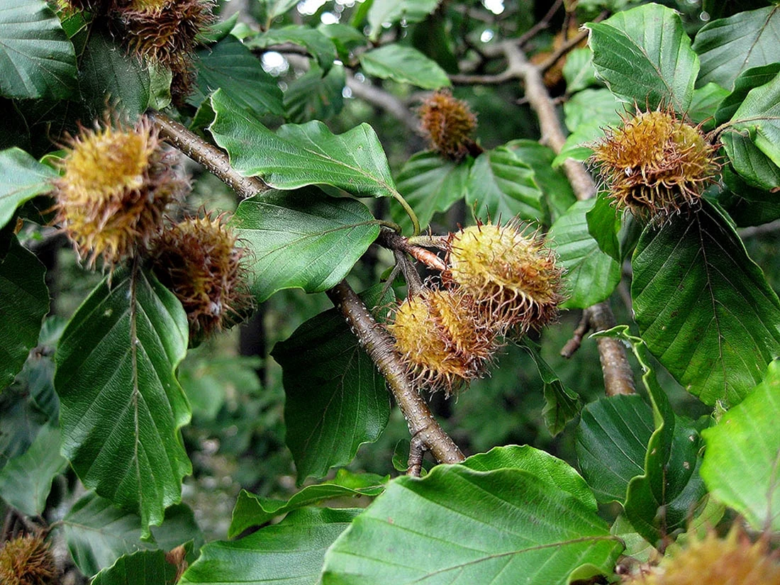 Бук Восточный – Fagus orientalis