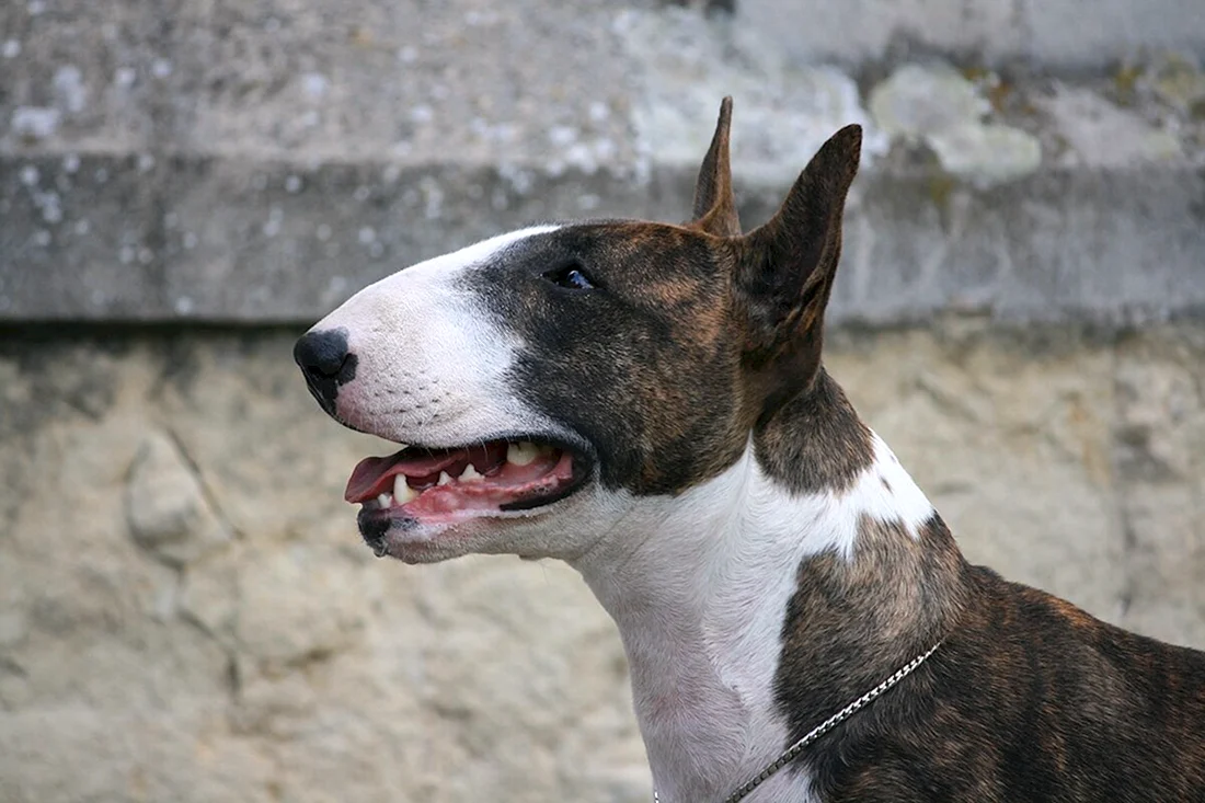 Бультерьер терьеры