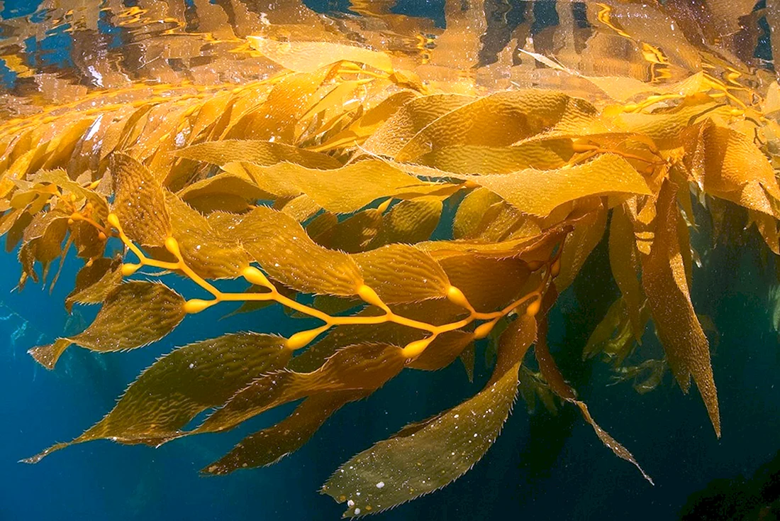 Бурая водоросль Macrocystis pyrifera