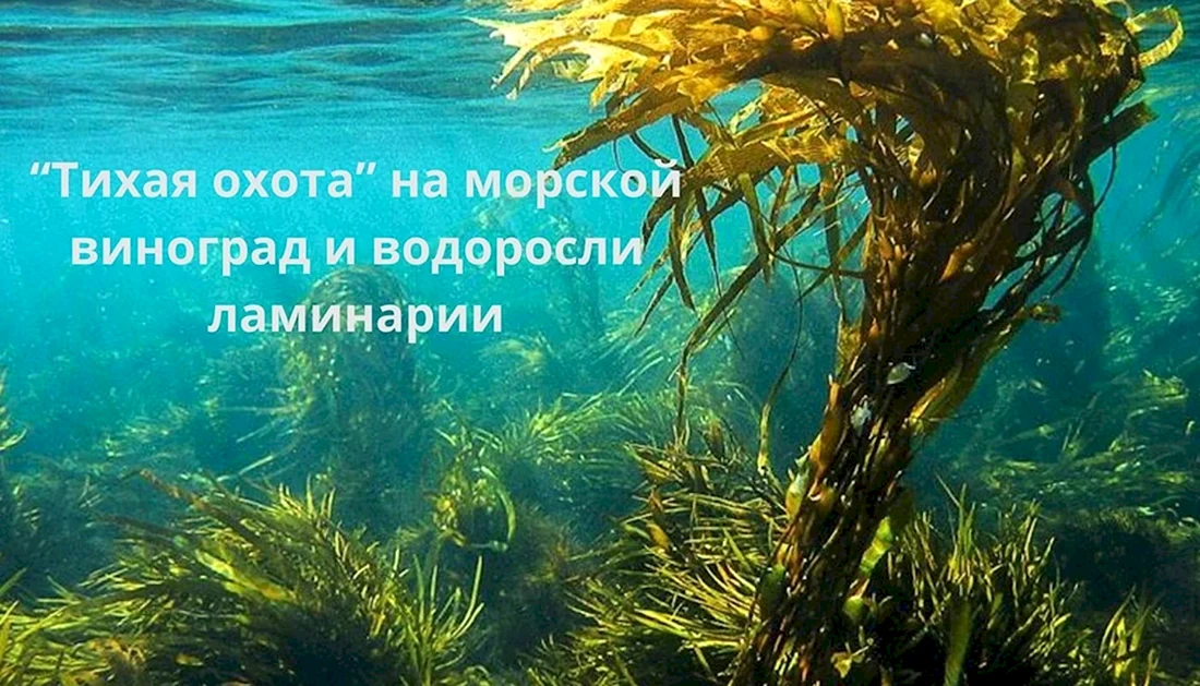 Бурые водоросли ламинария