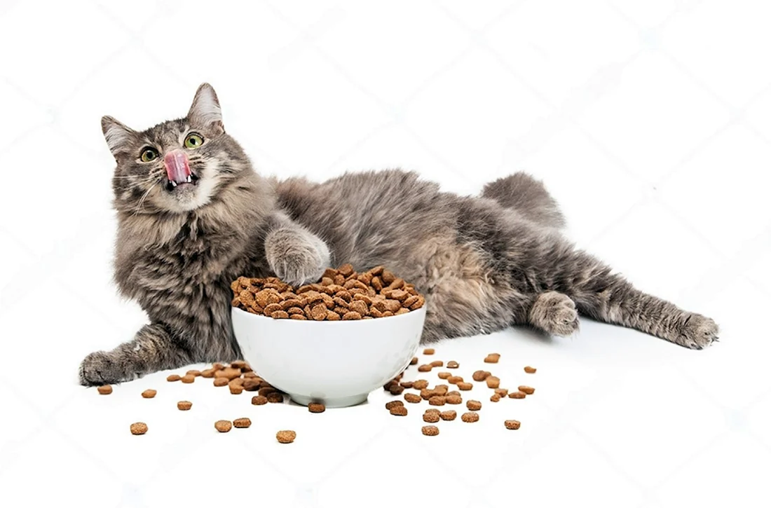 Cat food корм для кошек