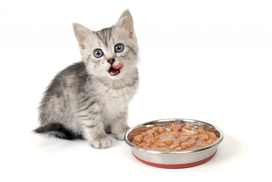 Cat food корм для кошек