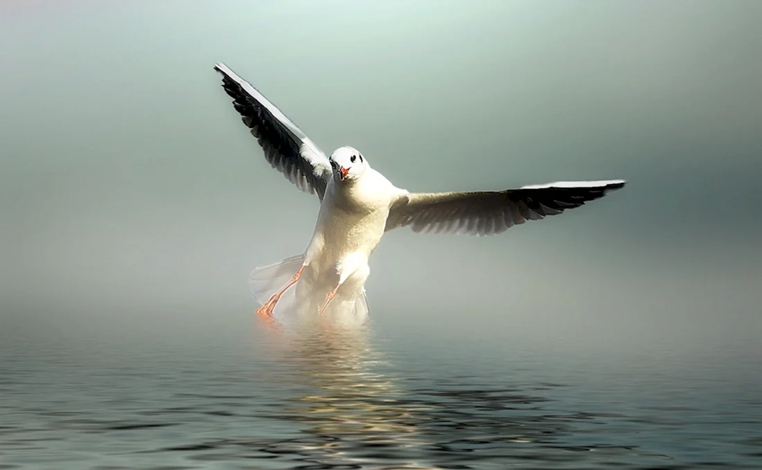 Чайка Seagull