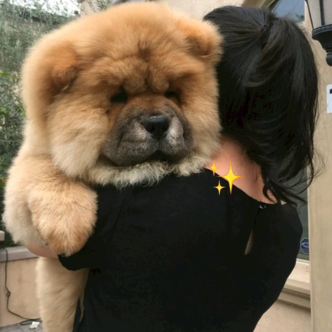 Чау собака чау чау