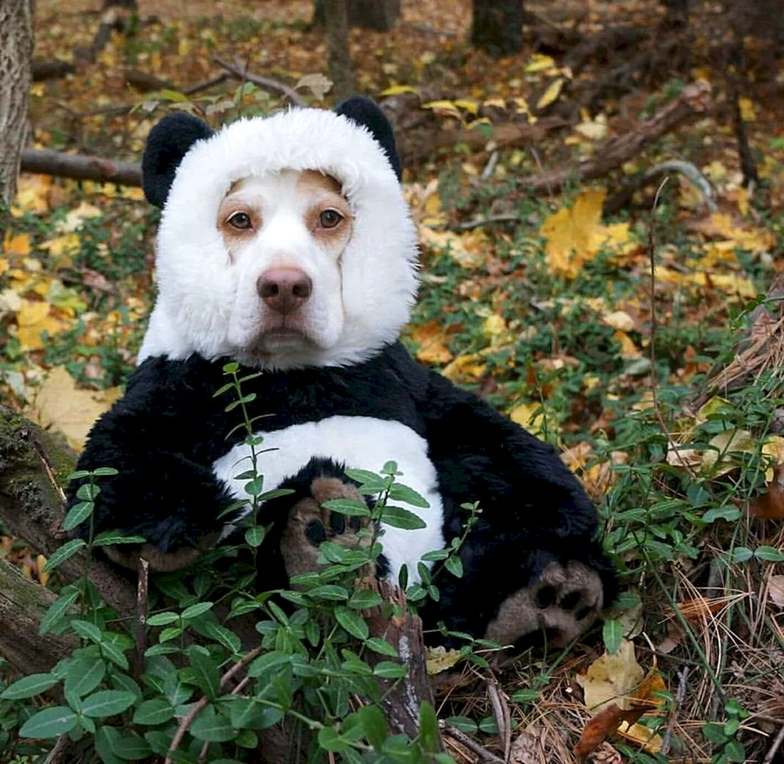 Чау-чау Панда