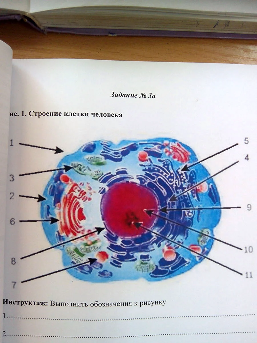 Человеческая клетка строение анатомия