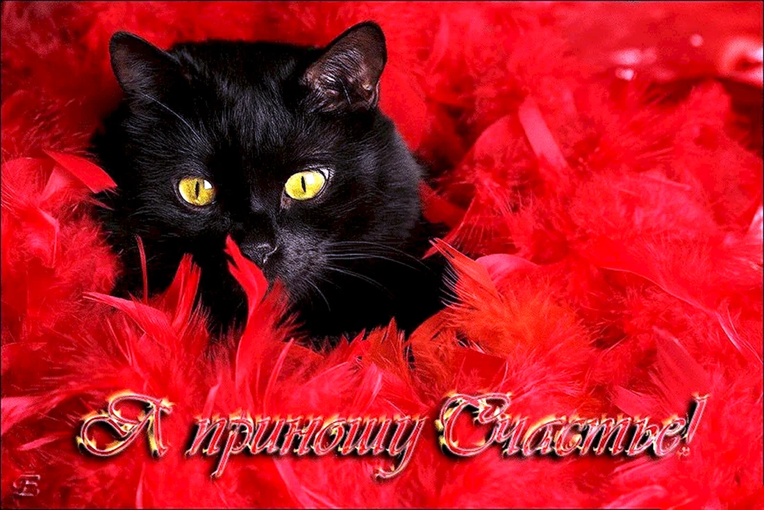 Черная кошка