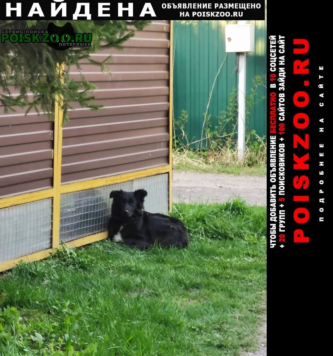 Чёрная собачка на крылечке