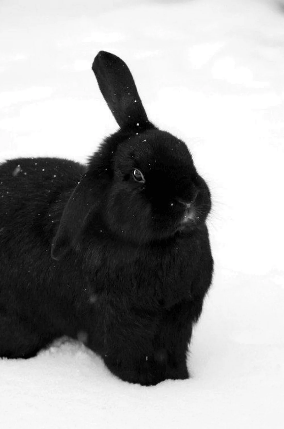 Черный кролик Bunny Black