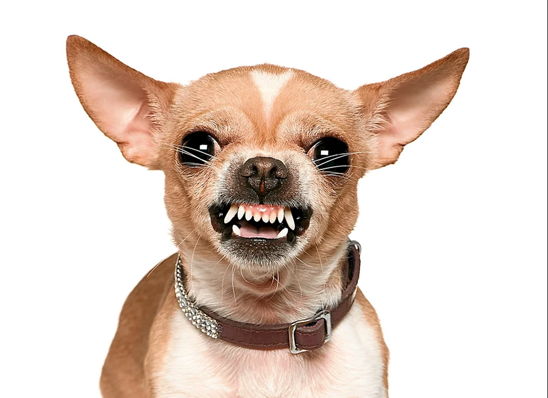 Чихуахуа