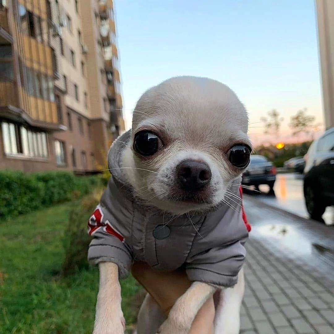 Чихуахуа Хуа злая