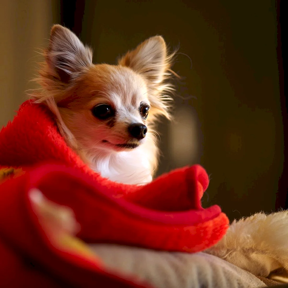 Чихуахуа Пуппи