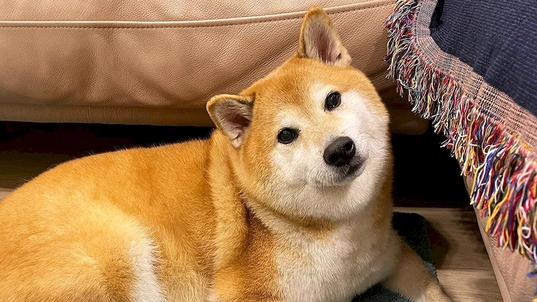 Чиндо собака