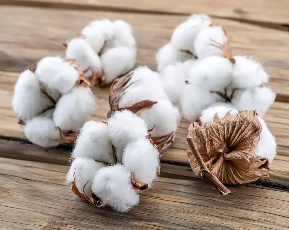 Cotton Black вата