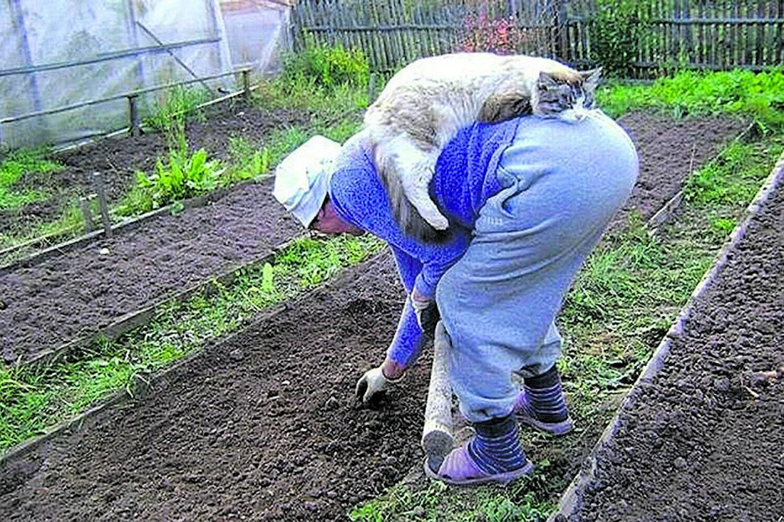 Дачник на огороде