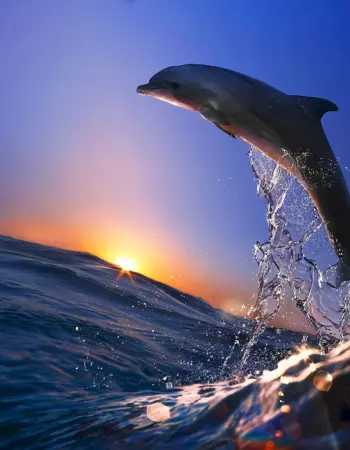 Дельфиновые дельфины