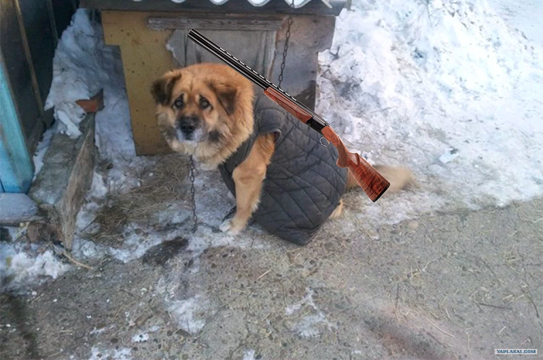 Деревенские собаки