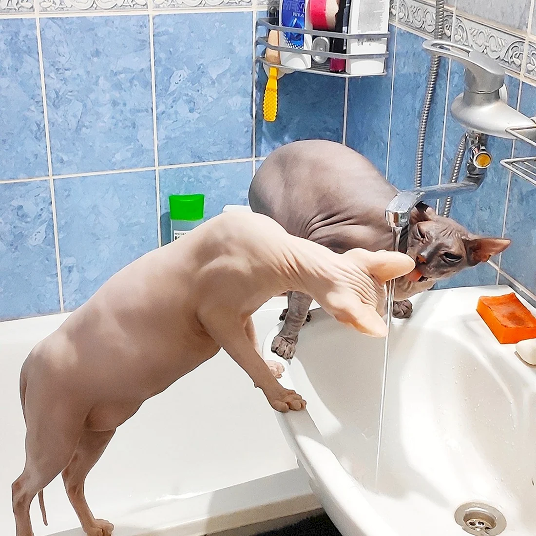 Для мытья сфинксов