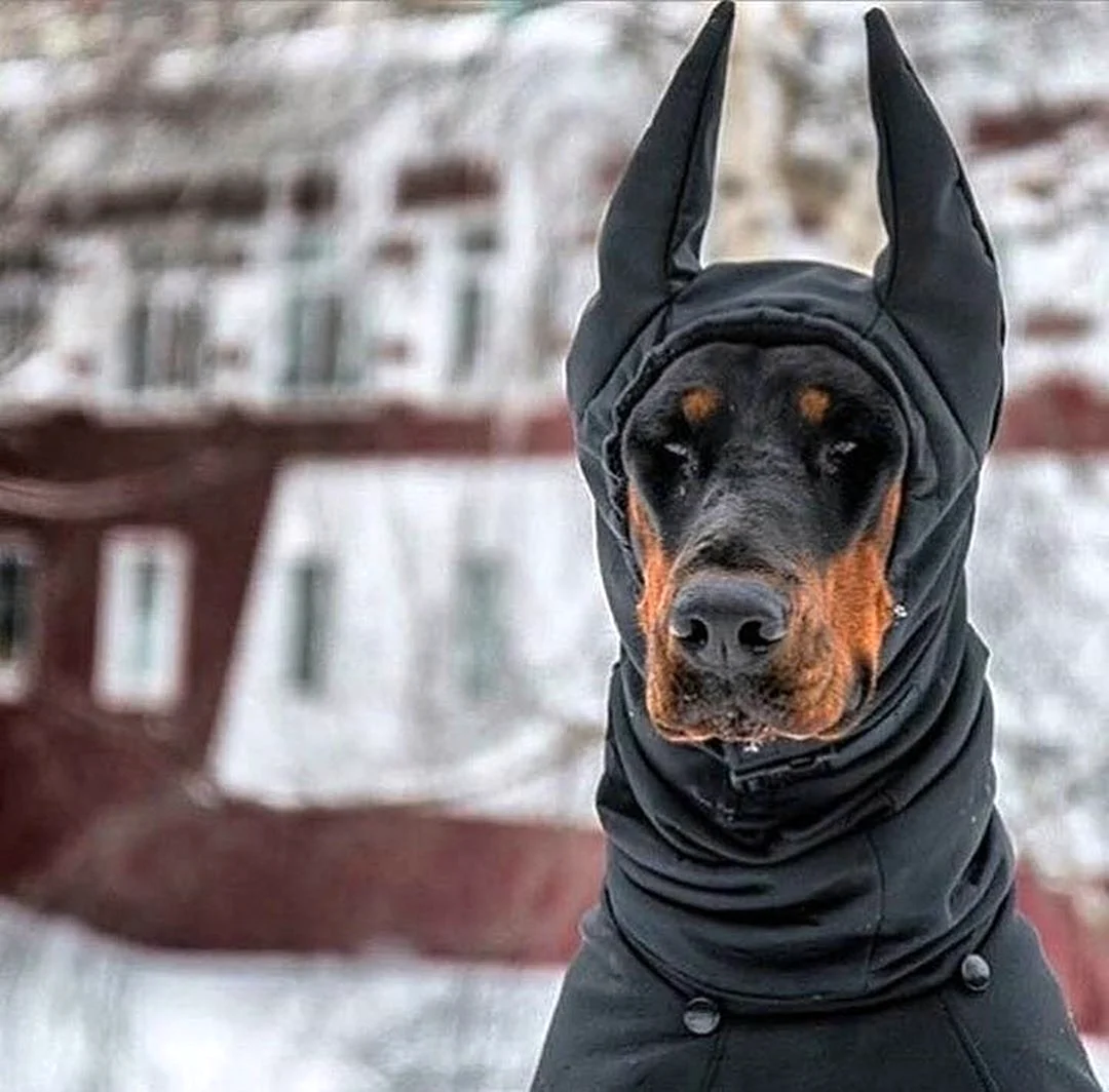 Доберман и Доберман пинчер