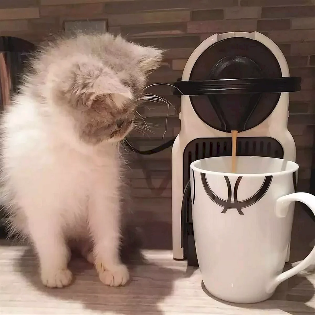 Доброе утро котики