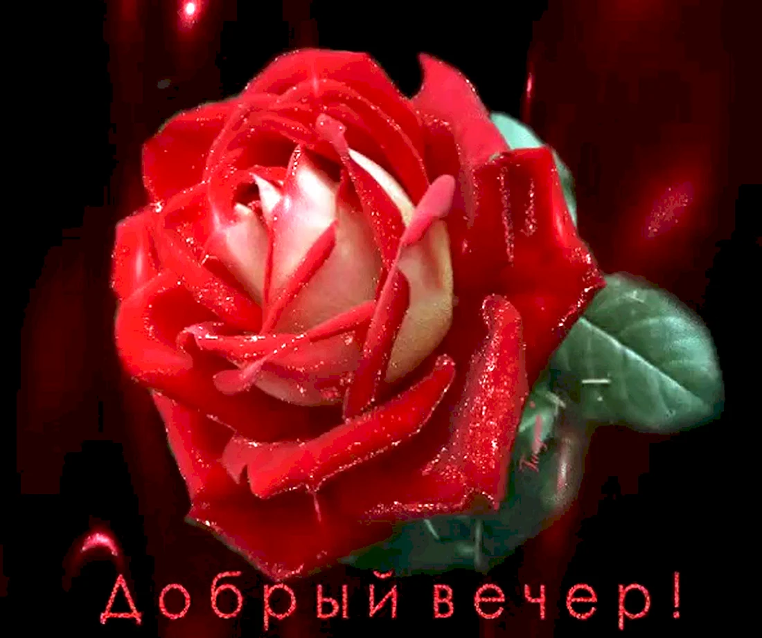 Добрый вечер розы